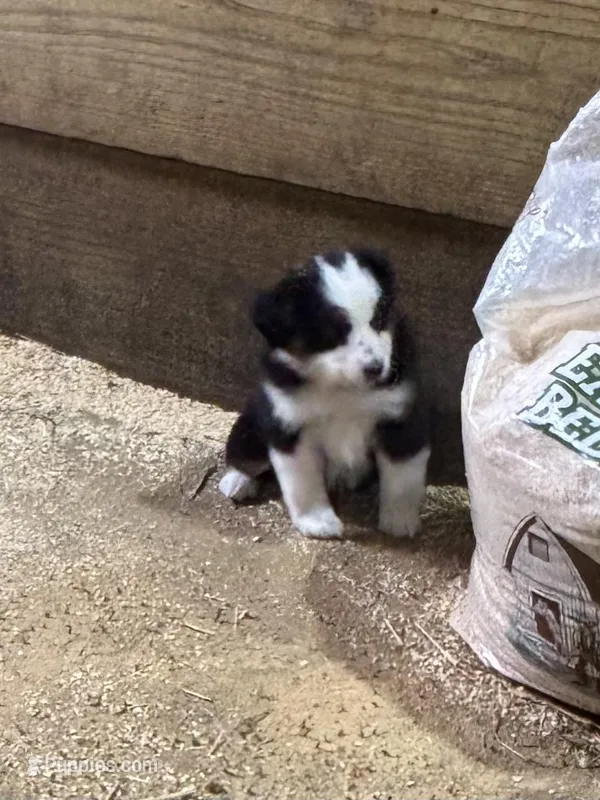 Puppy 1 – Miniature Australian Shepherd puppy for sale in Boone, IA