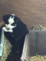 Puppy 1, a male Miniature Australian Shepherd for sale in Boone, IA – 2 of 4