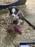 Puppy2, a female Miniature Australian Shepherd for sale in Boone, IA – 5 of 5