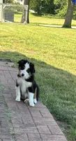 Puppy 1, a male Miniature Australian Shepherd for sale in Boone, IA – 2 of 9