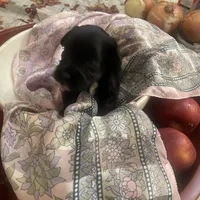 Andre, a male Miniature Schnauzer for sale in Sanger, TX – Photo 4 of 9