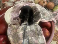 Andre, a male Miniature Schnauzer for sale in Sanger, TX – Photo 4 of 9