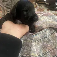 Andre, a male Miniature Schnauzer for sale in Sanger, TX – Photo 6 of 9
