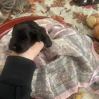 Andre, a male Miniature Schnauzer for sale in Sanger, TX – Photo 7 of 9