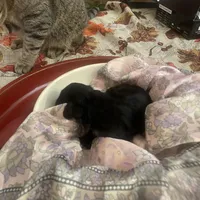 Andre, a male Miniature Schnauzer for sale in Sanger, TX – Photo 5 of 9