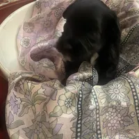 Andre, a male Miniature Schnauzer for sale in Sanger, TX – Photo 8 of 9