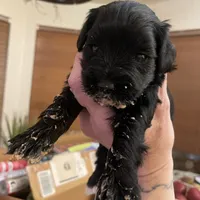 Andre, a male Miniature Schnauzer for sale in Sanger, TX – Photo 2 of 9