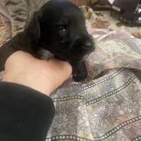 Andre, a male Miniature Schnauzer for sale in Sanger, TX – Photo 1 of 9