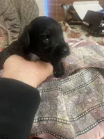 Andre, a male Miniature Schnauzer for sale in Sanger, TX – Photo 1 of 9