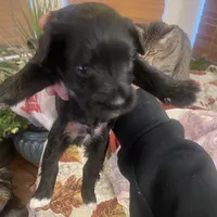 Andre, a male Miniature Schnauzer for sale in Sanger, TX – Photo 3 of 9