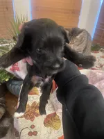 Andre, a male Miniature Schnauzer for sale in Sanger, TX – Photo 3 of 9