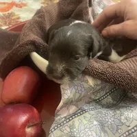 Merle, a male Miniature Schnauzer for sale in Sanger, TX – Photo 2 of 8
