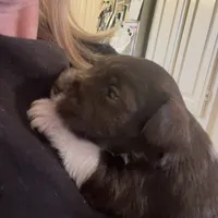 Merle, a male Miniature Schnauzer for sale in Sanger, TX – Photo 5 of 8