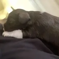 Merle, a male Miniature Schnauzer for sale in Sanger, TX – Photo 1 of 8