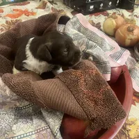 Merle, a male Miniature Schnauzer for sale in Sanger, TX – Photo 4 of 8