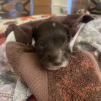 Merle, a male Miniature Schnauzer for sale in Sanger, TX – Photo 6 of 8