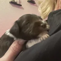 Merle, a male Miniature Schnauzer for sale in Sanger, TX – Photo 8 of 8