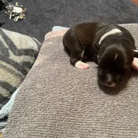 Merle, a male Miniature Schnauzer for sale in Sanger, TX – Photo 7 of 8