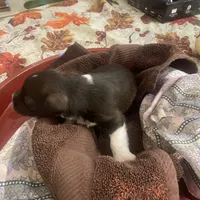 Merle, a male Miniature Schnauzer for sale in Sanger, TX – Photo 3 of 8