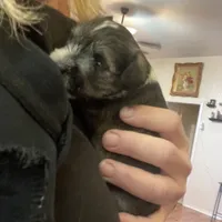 Freckles, a male Miniature Schnauzer for sale in Sanger, TX – Photo 10 of 10