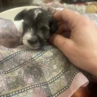 Freckles, a male Miniature Schnauzer for sale in Sanger, TX – Photo 5 of 10