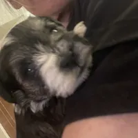 Freckles, a male Miniature Schnauzer for sale in Sanger, TX – Photo 2 of 10