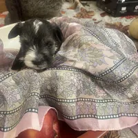 Freckles, a male Miniature Schnauzer for sale in Sanger, TX – Photo 8 of 10