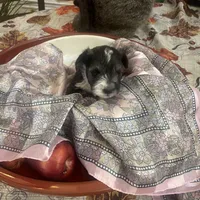 Freckles, a male Miniature Schnauzer for sale in Sanger, TX – Photo 4 of 10