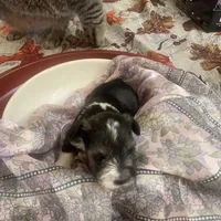 Freckles, a male Miniature Schnauzer for sale in Sanger, TX – Photo 6 of 10