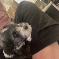 Freckles, a male Miniature Schnauzer for sale in Sanger, TX – Photo 7 of 10