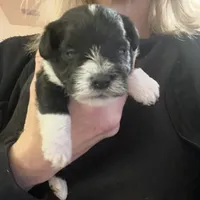 Oreo, a male Miniature Schnauzer for sale in Sanger, TX – Photo 2 of 7