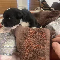 Oreo, a male Miniature Schnauzer for sale in Sanger, TX – Photo 4 of 7