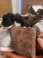 Oreo, a male Miniature Schnauzer for sale in Sanger, TX – Photo 4 of 7