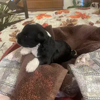 Oreo, a male Miniature Schnauzer for sale in Sanger, TX – Photo 1 of 7