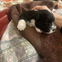 Oreo, a male Miniature Schnauzer for sale in Sanger, TX – Photo 7 of 7