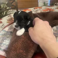 Oreo, a male Miniature Schnauzer for sale in Sanger, TX – Photo 6 of 7