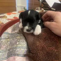 Oreo, a male Miniature Schnauzer for sale in Sanger, TX – Photo 5 of 7