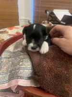 Oreo, a male Miniature Schnauzer for sale in Sanger, TX – Photo 5 of 7