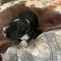 Oreo, a male Miniature Schnauzer for sale in Sanger, TX – Photo 3 of 7