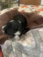 Oreo, a male Miniature Schnauzer for sale in Sanger, TX – Photo 3 of 7