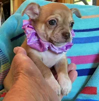 Benny Boy, a male Chihuahua for sale in Park Hill, OK – 4 of 5
