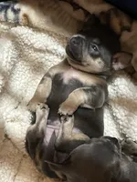 Chica Girl, a female Chihuahua for sale in Coffeyville, KS – Photo 5 of 5