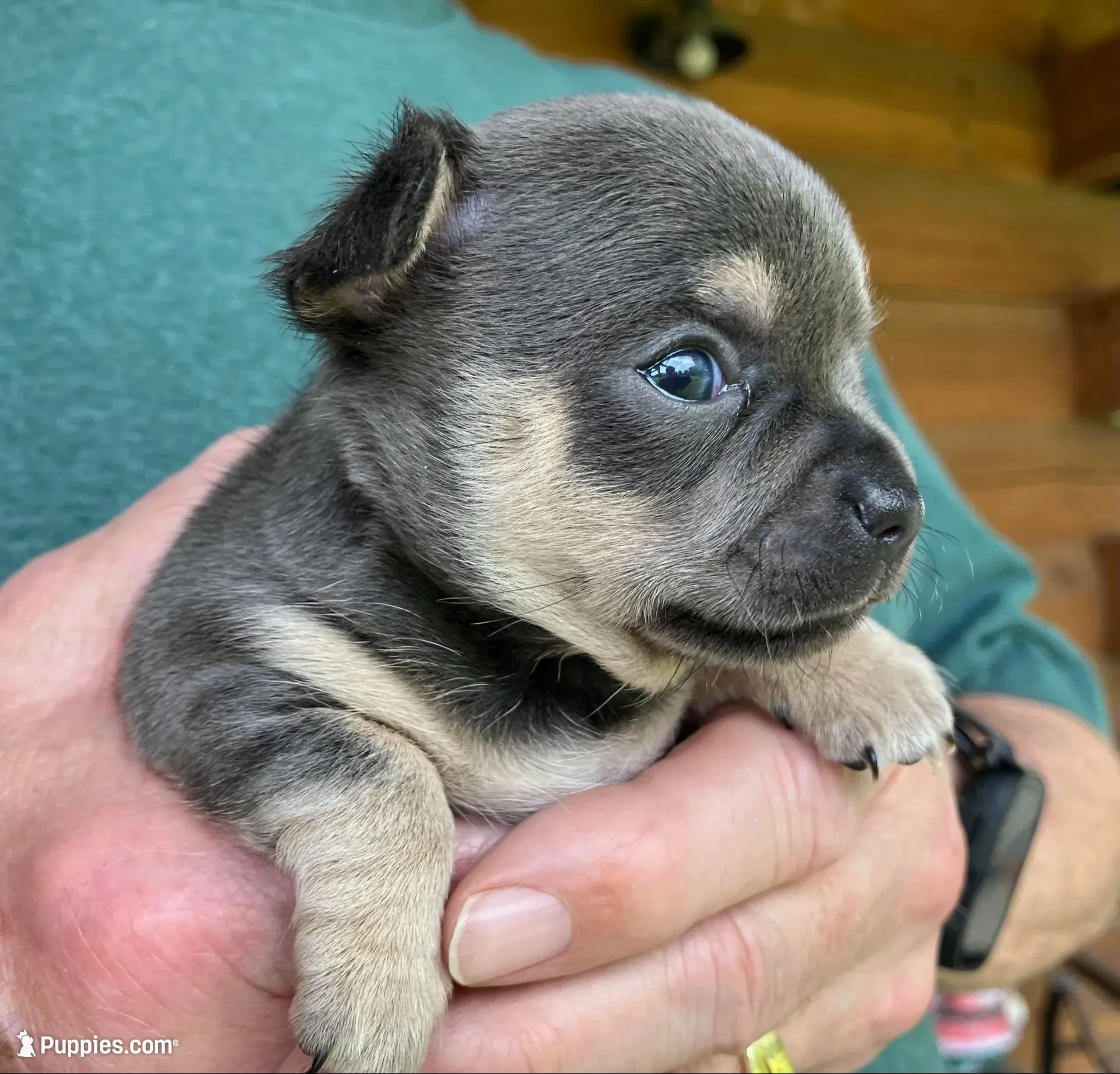 Chica ~ Blue & Cream girl , a female Chihuahua for sale in Tahlequah, OK – 3 of 8