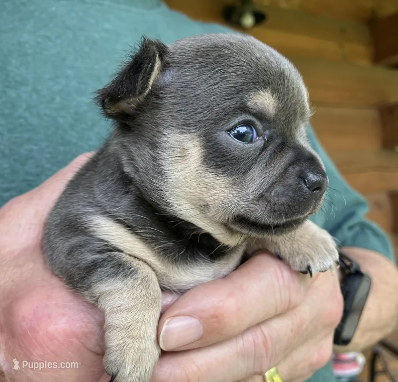 Chica Girl – Chihuahua puppy for sale in Coffeyville, KS