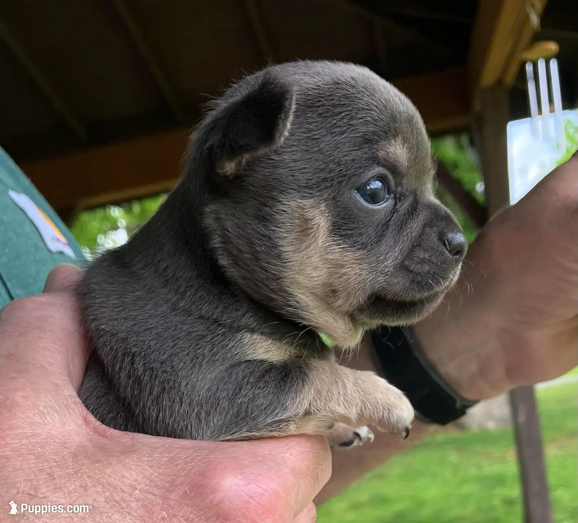 Chica ~ Blue & Cream girl , a female Chihuahua for sale in Tahlequah, OK – 5 of 8