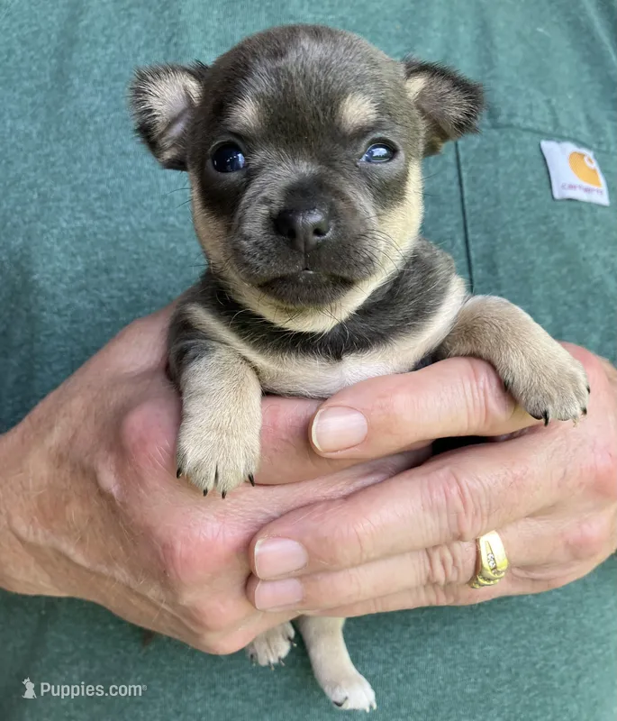 Chica ~ Blue & Cream girl  – Chihuahua puppy for sale in Bella Vista, AR