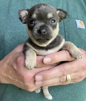 Chica Girl, a female Chihuahua for sale in Coffeyville, KS – Photo 4 of 5