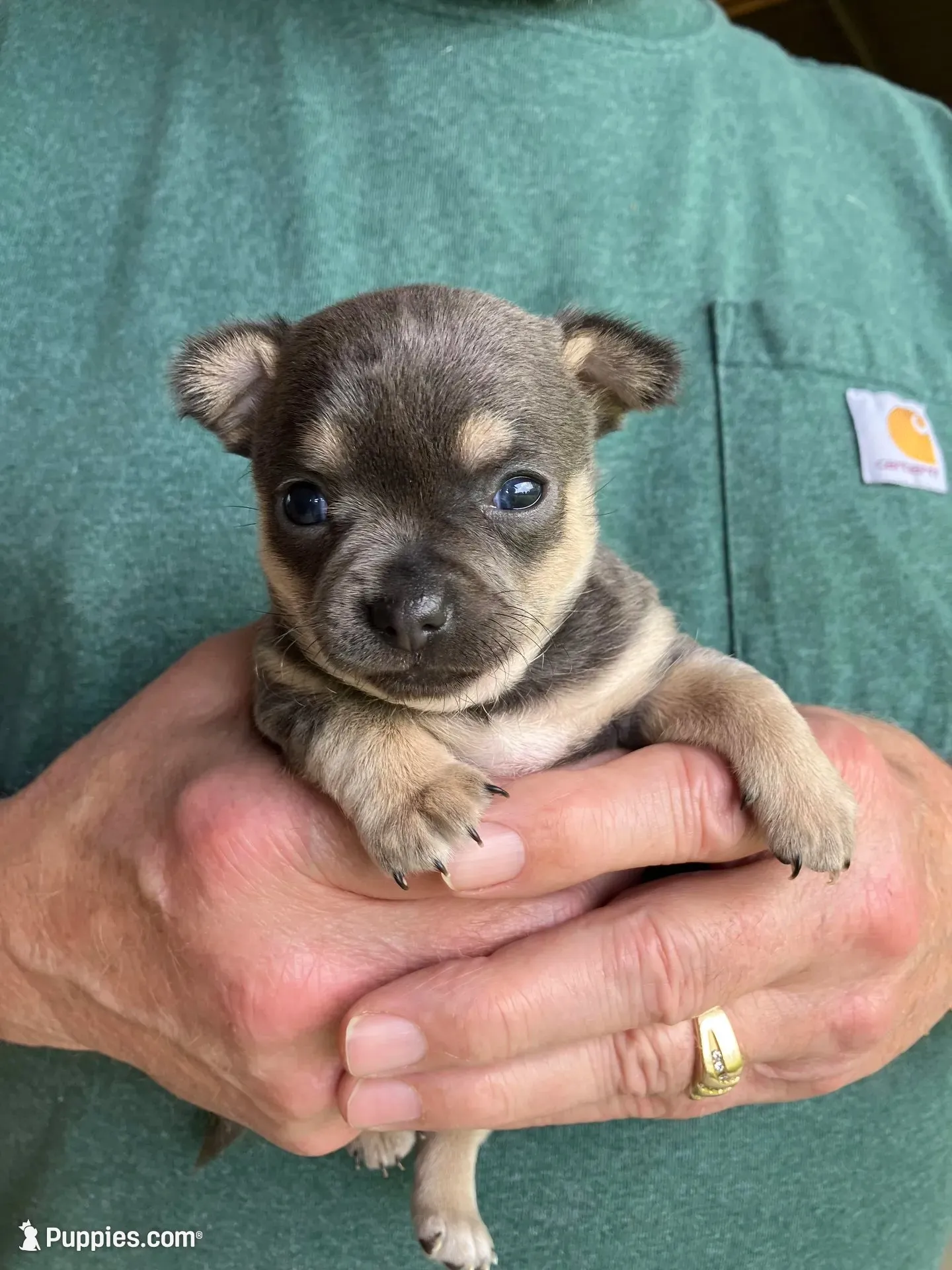 Chica ~ Blue & Cream girl , a female Chihuahua for sale in Tahlequah, OK – 4 of 8