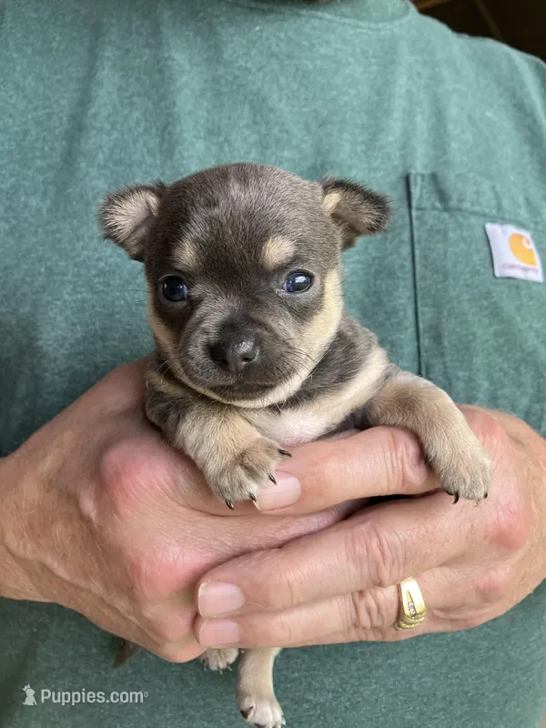Chica  – Chihuahua puppy for sale in Park Hill, OK