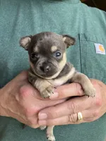 Chica Girl, a female Chihuahua for sale in Coffeyville, KS – Photo 2 of 5